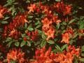 Rhododendron Azalea-Grp Hotspur Red Image 1