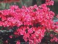 Rhododendron Azalea-Grp Johann Sebastian Bach Image 1