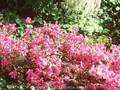 Rhododendron Azalea-Grp Johann Strauss Image 1