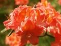 Rhododendron Azalea-Grp Juanita Image 1