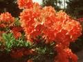 Rhododendron Azalea-Grp Kosters Brilliant Red Image 1