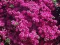 Rhododendron Azalea-Grp Labe Image 1