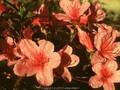 Rhododendron Azalea-Grp Madame van Hecke Image 1