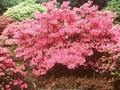 Rhododendron Azalea-Grp Malvaticum Image 1