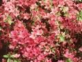 Rhododendron Azalea-Grp Mozart Image 1