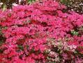 Rhododendron Azalea-Grp Multiflorum Image 1