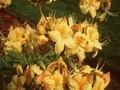 Rhododendron Azalea-Grp Nancy Waterer Image 1