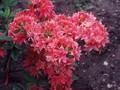 Rhododendron Azalea-Grp Norma Image 1