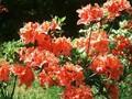 Rhododendron Azalea-Grp Otto Hahn Image 1