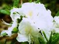 Rhododendron Azalea-Grp Oxydol Image 1