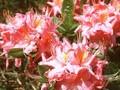 Rhododendron Azalea-Grp Pink Delight Image 1