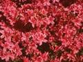 Rhododendron Azalea-Grp Purple Splendor Image 1