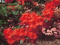 Rhododendron Azalea-Grp Royal Command Image 1