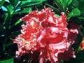 Rhododendron Azalea-Grp Sarina Image 1