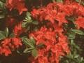 Rhododendron Azalea-Grp Satan Image 1