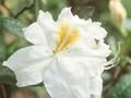 Rhododendron Azalea-Grp Schneegold Image 1