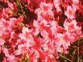 Rhododendron Azalea-Grp Schubert Image 1