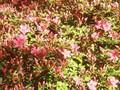 Rhododendron Azalea-Grp ulfe Image 1