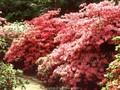 Rhododendron Azalea-Grp Willy Image 1