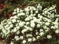 Rhododendron Boule de Neige Image 1