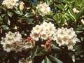 Rhododendron brachycarpum Image 1