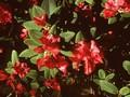 Rhododendron Bremen Image 1