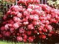 Rhododendron Brigitte Image 1