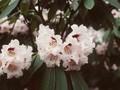 Rhododendron calophytum Image 1