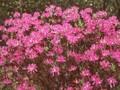 Rhododendron canadense Image 1