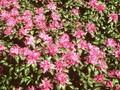 Rhododendron cantabile Image 1