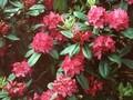 Rhododendron Caractacus Image 1