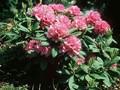 Rhododendron Catharine van Tol Image 1