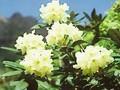 Rhododendron caucasicum Image 1