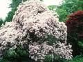 Rhododendron chartophyllum Image 1