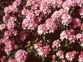 Rhododendron Cheer Image 1