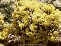 Rhododendron Chikor Image 1