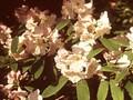 Rhododendron discolor Image 1