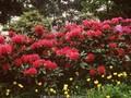 Rhododendron Dr V H Rutgers Image 1