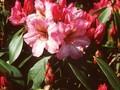 Rhododendron Duke of York Image 1