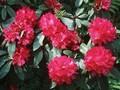 Rhododendron Edward S Rand Image 1