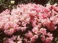 Rhododendron Emden Image 1