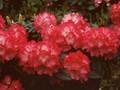 Rhododendron Fantastica Image 1