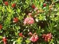 Rhododendron ferrugineum Image 1