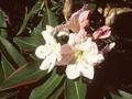 Rhododendron fortunei Image 1