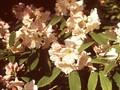 Rhododendron fortunei subsp discolor Image 1