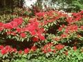 Rhododendron General Eisenhower Image 1