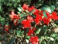 Rhododendron Gertrud Schale Image 1