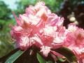 Rhododendron Gina Lollobrigida Image 1