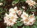 Rhododendron Gloria Image 1