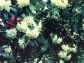 Rhododendron Goldsworth Yellow Image 1